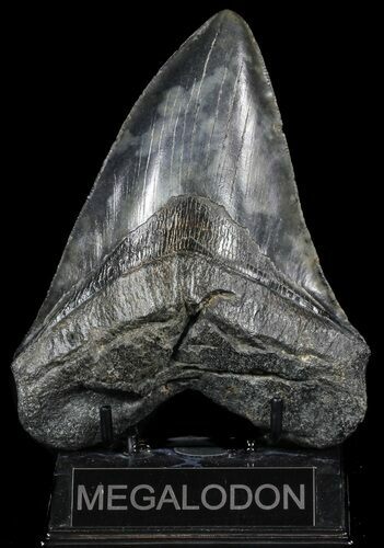 Fossil Megalodon Tooth - Barely Under #56464